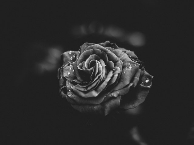 Обои цветок, капли, роза, лепестки, чёрно-белое, flower, drops, rose, petals, black and white разрешение 2048x1365 Загрузить