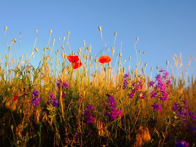 Обои небо, цветы, трава, растения, полевые цветы, the sky, flowers, grass, plants, wildflowers разрешение 1920x1279 Загрузить