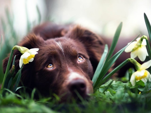 Обои глаза, цветы, взгляд, собака, нарциссы, бордер-колли, iza łysoń, eyes, flowers, look, dog, daffodils, the border collie разрешение 2000x1336 Загрузить
