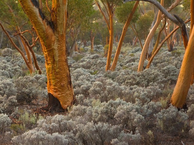 Обои деревья, стволы, австралия, эвкалипт, trees, trunks, australia, eucalyptus разрешение 1920x1200 Загрузить