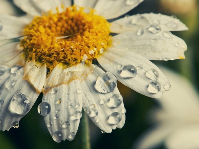 Обои макро, цветок, капли, лепестки, ромашка, macro, flower, drops, petals, daisy разрешение 1980x1315 Загрузить