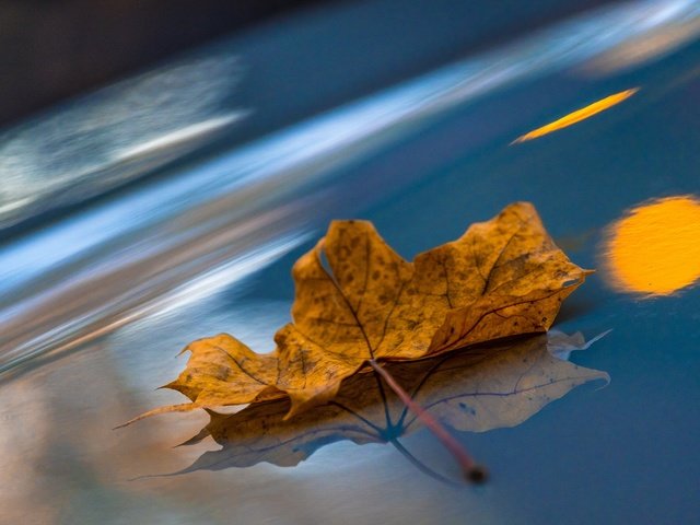 Обои макро, отражение, осень, лист, кленовый лист, macro, reflection, autumn, sheet, maple leaf разрешение 2048x1365 Загрузить