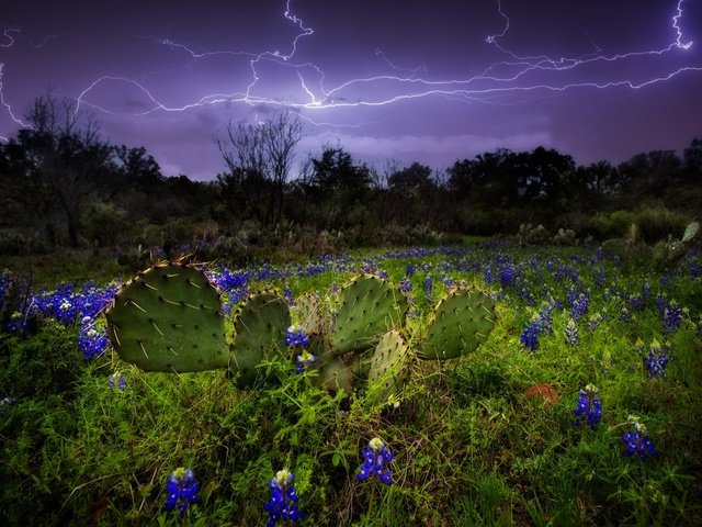 Обои небо, цветы, природа, молния, молнии, кактусы, люпины, the sky, flowers, nature, lightning, zipper, cacti, lupins разрешение 2048x1365 Загрузить