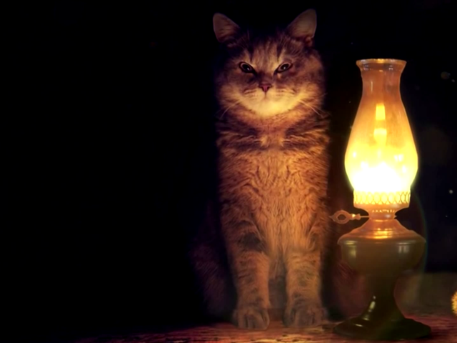 Обои свет, фон, кот, кошка, взгляд, лампа, light, background, cat, look, lamp разрешение 1920x1080 Загрузить