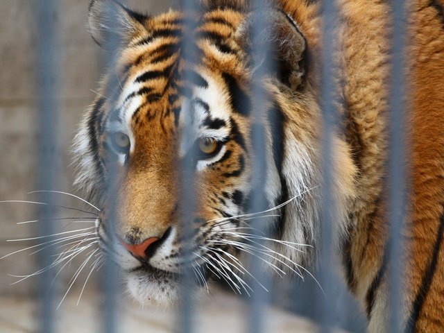 Обои тигр, глаза, морда, взгляд, хищник, клетка, зоопарк, tiger, eyes, face, look, predator, cell, zoo разрешение 1920x1280 Загрузить
