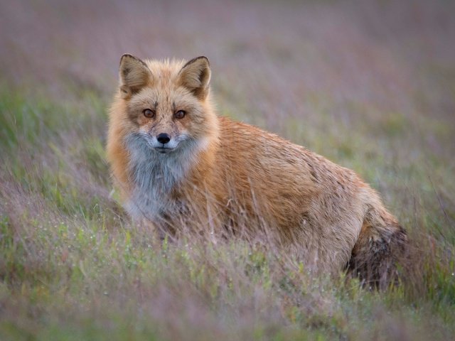 Обои трава, взгляд, рыжая, лиса, боке, grass, look, red, fox, bokeh разрешение 2560x1981 Загрузить