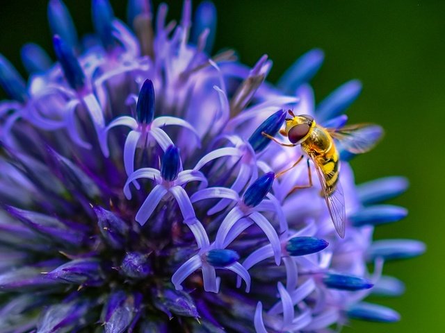 Обои насекомое, цветок, пчела, insect, flower, bee разрешение 1938x1276 Загрузить