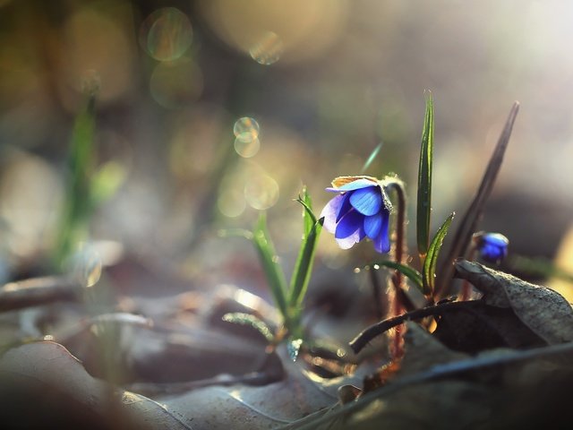 Обои трава, макро, цветок, весна, боке, пролеска, grass, macro, flower, spring, bokeh, scilla разрешение 2560x1600 Загрузить