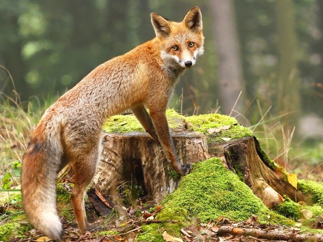 Обои взгляд, лиса, мох, лисица, животное, пень, look, fox, moss, animal, stump разрешение 2880x1800 Загрузить