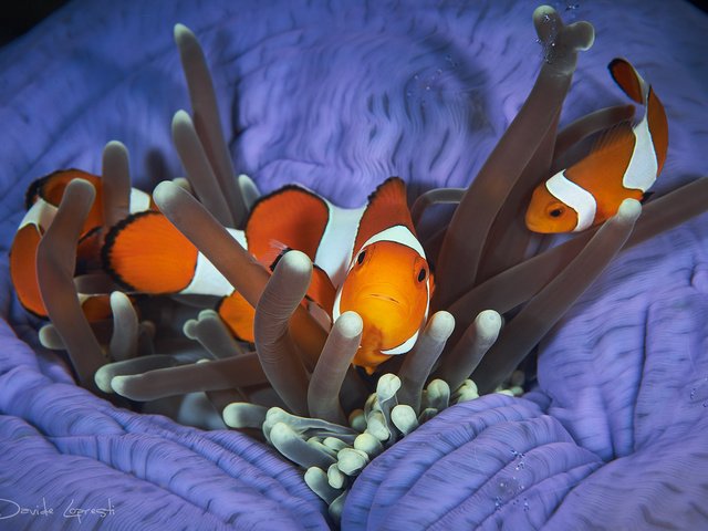 Обои рыбы, подводный мир, рыба-клоун, davide lopresti, fish, underwater world, clown fish разрешение 2000x1333 Загрузить