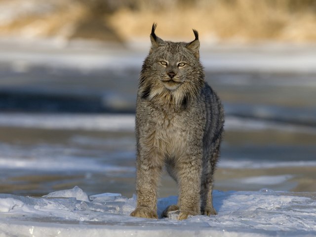 Обои зима, рысь, хищник, большая кошка, канада, winter, lynx, predator, big cat, canada разрешение 2560x1600 Загрузить