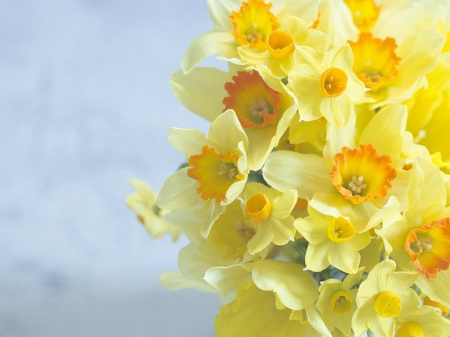 Обои цветы, фон, букет, нарциссы, flowers, background, bouquet, daffodils разрешение 2880x1920 Загрузить