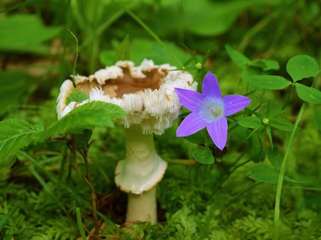 Обои трава, растения, листья, цветок, гриб, колокольчик, grass, plants, leaves, flower, mushroom, bell разрешение 3000x1892 Загрузить