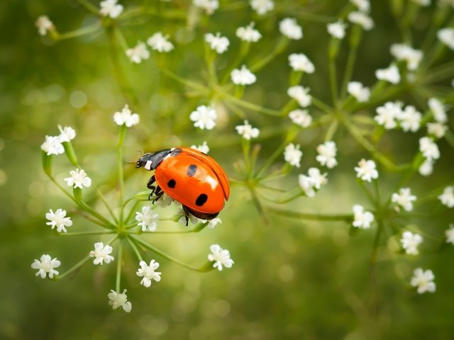 Обои цветы, насекомое, божья коровка, крупный план, flowers, insect, ladybug, close-up разрешение 2500x1569 Загрузить