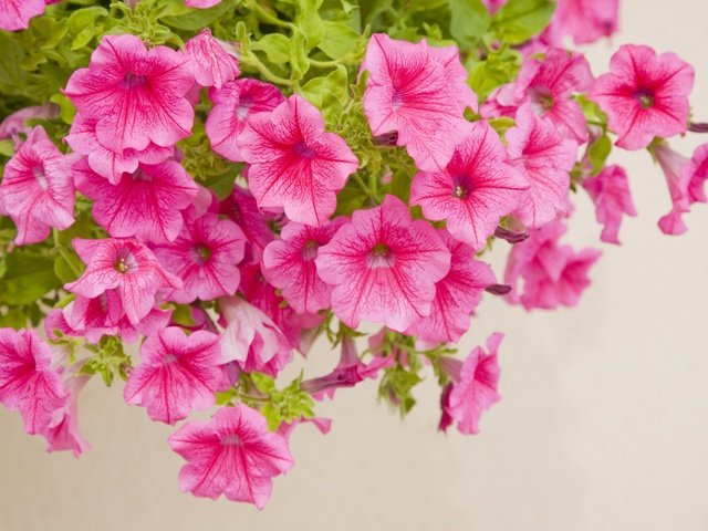 Обои цветы, розовая, петуния, flowers, pink, petunia разрешение 4368x2912 Загрузить