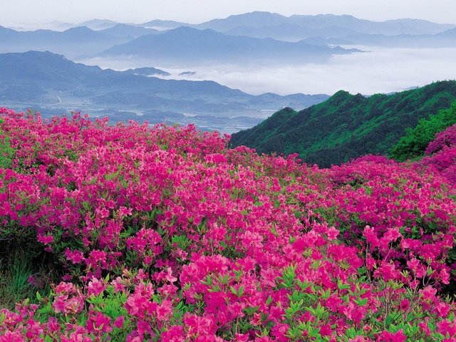 Обои цветы, природа, склон, гора, долина, рододендроны, flowers, nature, slope, mountain, valley, rhododendrons разрешение 1920x1080 Загрузить