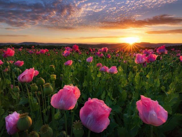 Обои цветы, восход, солнце, поле, рассвет, маки, германия, flowers, sunrise, the sun, field, dawn, maki, germany разрешение 1920x1280 Загрузить