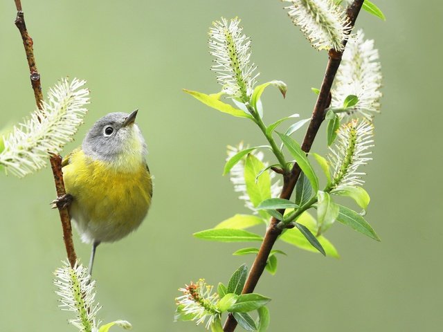 Обои фон, птица, весна, птичка, ива, камышевка, simon théberge, background, bird, spring, iva, warbler разрешение 2048x1365 Загрузить