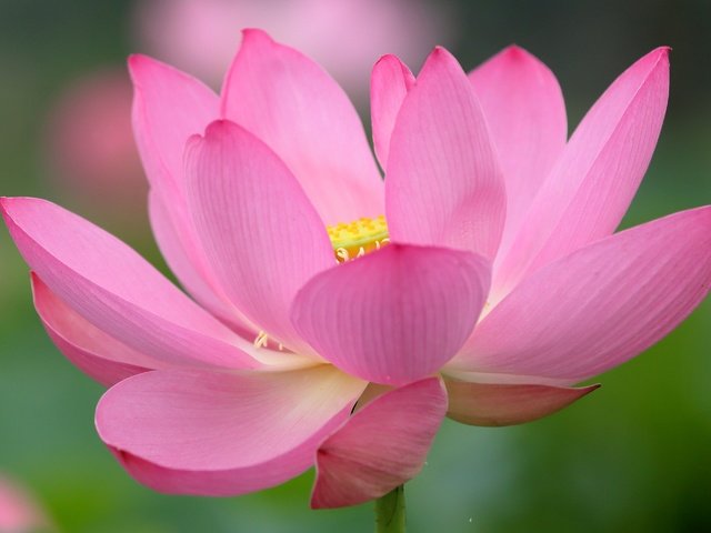 Обои цветок, лепестки, лотос, розовый, flower, petals, lotus, pink разрешение 2996x1920 Загрузить