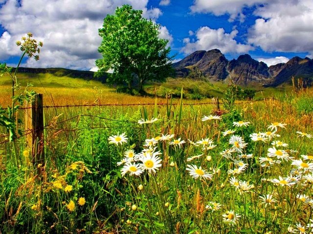 Обои небо, ромашки, цветы, трава, облака, горы, дерево, поле, забор, the sky, chamomile, flowers, grass, clouds, mountains, tree, field, the fence разрешение 1920x1200 Загрузить