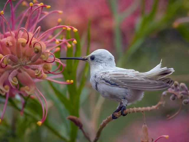 Обои природа, цветок, птица, птичка, тропики, колибри, nature, flower, bird, tropics, hummingbird разрешение 1920x1262 Загрузить