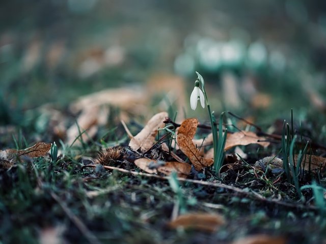 Обои природа, цветок, весна, подснежник, nature, flower, spring, snowdrop разрешение 2048x1365 Загрузить