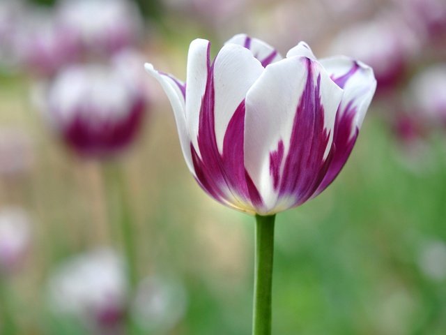 Обои цветы, природа, бутоны, лепестки, весна, тюльпан, flowers, nature, buds, petals, spring, tulip разрешение 2048x1360 Загрузить