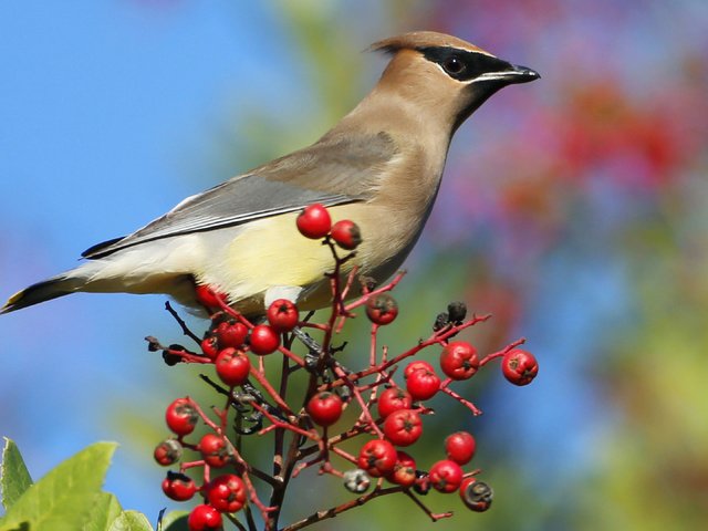 Обои небо, птица, клюв, ягоды, перья, рябина, свиристель, the sky, bird, beak, berries, feathers, rowan, the waxwing разрешение 3840x2160 Загрузить