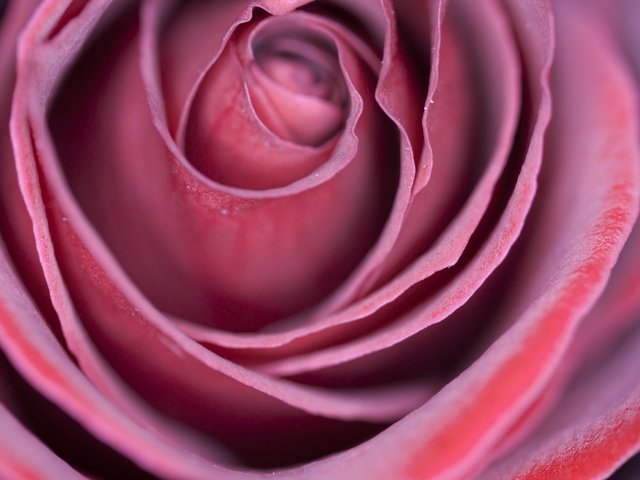 Обои макро, цветок, роза, лепестки, macro, flower, rose, petals разрешение 2880x1920 Загрузить