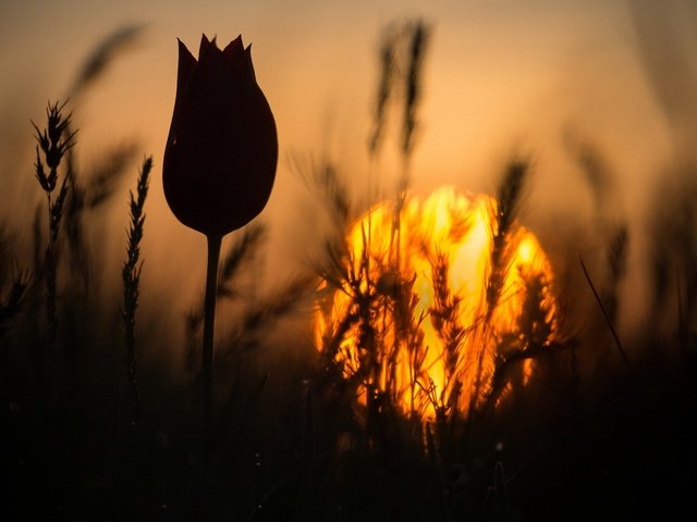Обои трава, закат, цветок, колоски, силуэт, тюльпан, стебель, grass, sunset, flower, spikelets, silhouette, tulip, stem разрешение 1920x1280 Загрузить