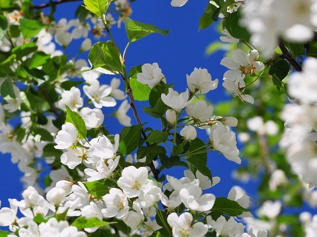 Обои цветы, дерево, цветение, ветки, весна, вишня, яблоня, flowers, tree, flowering, branches, spring, cherry, apple разрешение 3840x2400 Загрузить