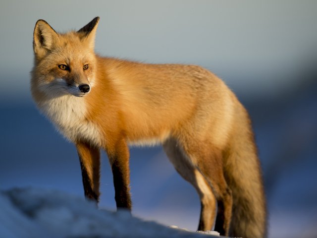 Обои снег, зима, лиса, лисица, животное, лиса.лисица, snow, winter, fox, animal, fox.fox разрешение 3840x2400 Загрузить