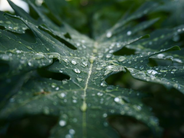 Обои макро, капли, лист, дождь, растение, macro, drops, sheet, rain, plant разрешение 3840x2400 Загрузить