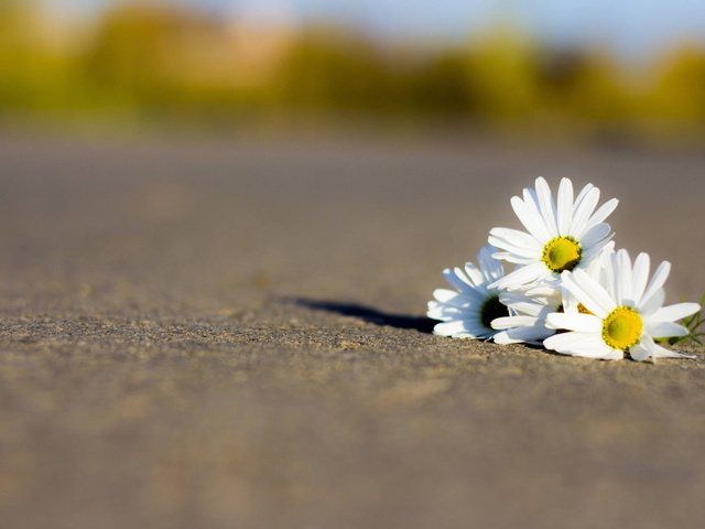 Обои дорога, цветы, лепестки, ромашки, белые, road, flowers, petals, chamomile, white разрешение 2560x1600 Загрузить