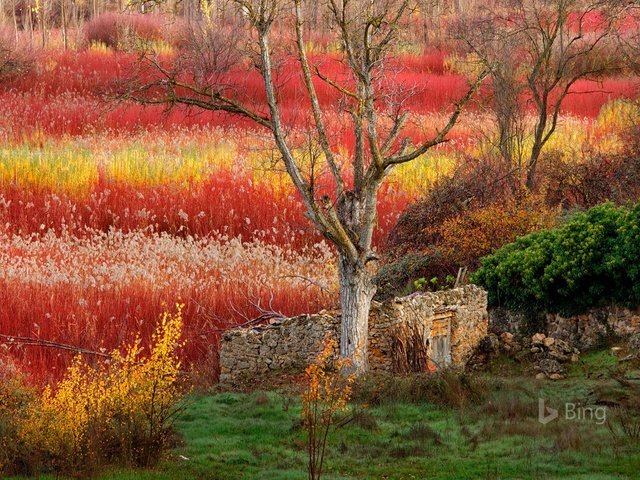 Обои деревья, природа, кусты, испания, хижина, bing, trees, nature, the bushes, spain, hut разрешение 1920x1200 Загрузить