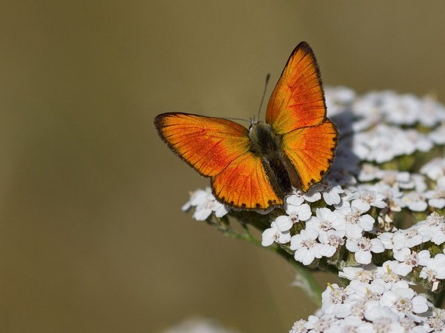 Обои цветы, макро, насекомое, бабочка, крылья, flowers, macro, insect, butterfly, wings разрешение 2048x1366 Загрузить