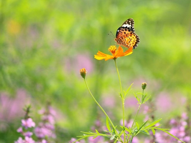 Обои цветы, макро, насекомое, бабочка, крылья, flowers, macro, insect, butterfly, wings разрешение 1920x1200 Загрузить