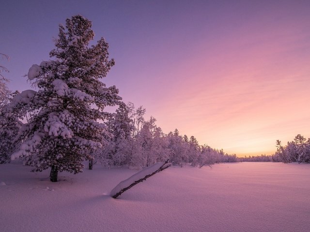 Обои деревья, снег, закат, зима, trees, snow, sunset, winter разрешение 2560x1600 Загрузить