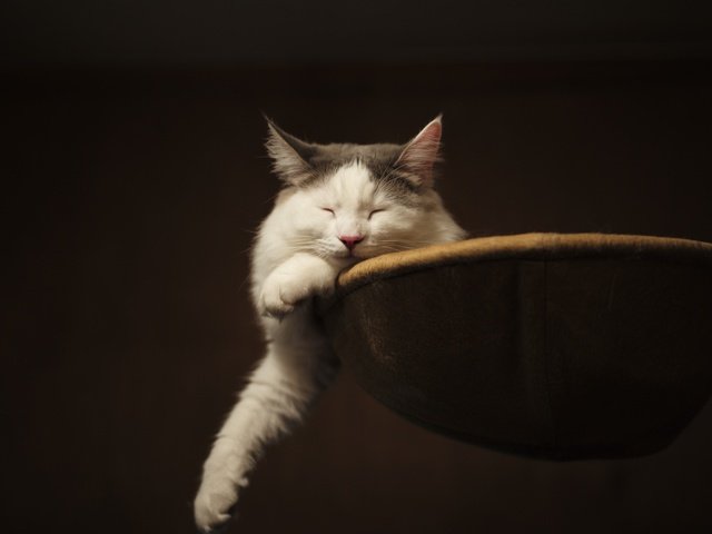 Обои фон, шерсть, кошка, сон, уши, закрытые глаза, background, wool, cat, sleep, ears, closed eyes разрешение 5952x3968 Загрузить