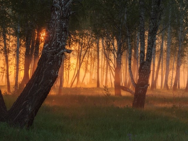 Обои деревья, вечер, солнце, лес, закат, лучи, туман, trees, the evening, the sun, forest, sunset, rays, fog разрешение 1920x1080 Загрузить