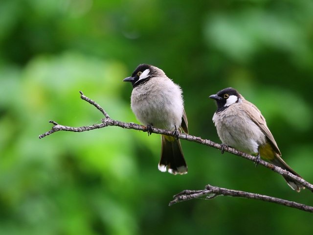 Обои природа, ветки, птицы, клюв, воробей, nature, branches, birds, beak, sparrow разрешение 3849x2544 Загрузить