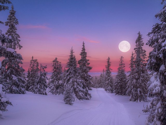 Обои восход, природа, лес, зима, утро, луна, холод, jørn allan pedersen, sunrise, nature, forest, winter, morning, the moon, cold разрешение 1920x1200 Загрузить