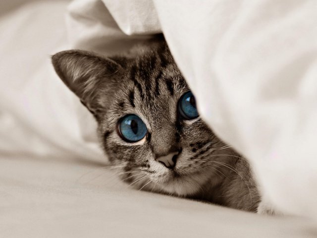 Обои кот, мордочка, усы, кошка, взгляд, котенок, голубые глаза, cat, muzzle, mustache, look, kitty, blue eyes разрешение 3840x2400 Загрузить