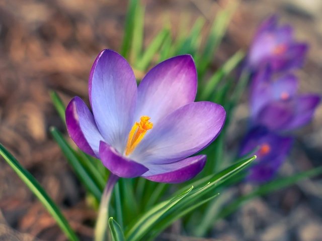 Обои цветы, лепестки, весна, крокус, шафран, flowers, petals, spring, krokus, saffron разрешение 1920x1200 Загрузить
