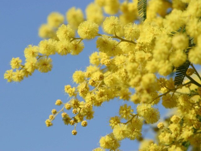 Обои цветы, весна, желтые, акация, мимоза, акация серебристая, flowers, spring, yellow, acacia, mimosa, acacia silver разрешение 3072x2048 Загрузить