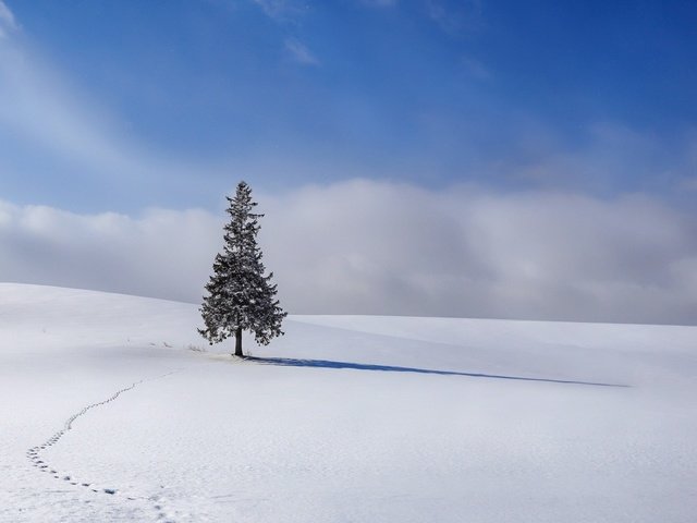 Обои небо, облака, снег, елка, зима, ель, следы, the sky, clouds, snow, tree, winter, spruce, traces разрешение 1920x1080 Загрузить