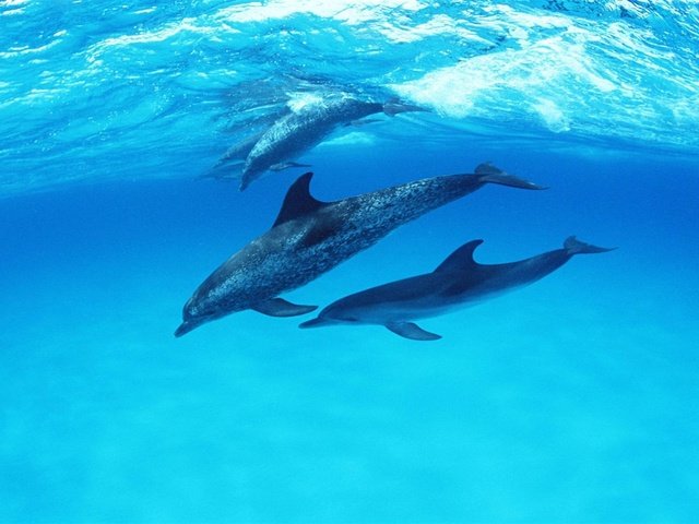 Обои дельфины, дельфин, подводный мир, dolphins, dolphin, underwater world разрешение 1920x1200 Загрузить