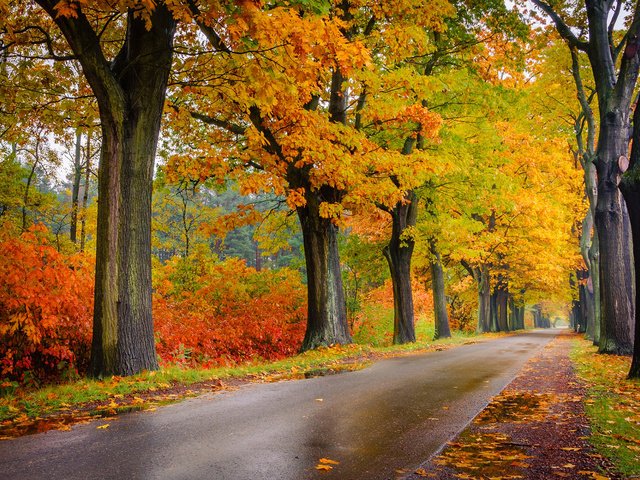 Обои дорога, деревья, природа, листва, осень, road, trees, nature, foliage, autumn разрешение 1920x1200 Загрузить