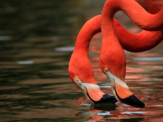 Обои вода, фламинго, птицы, клюв, шея, дуэт, water, flamingo, birds, beak, neck, duo разрешение 5692x3690 Загрузить