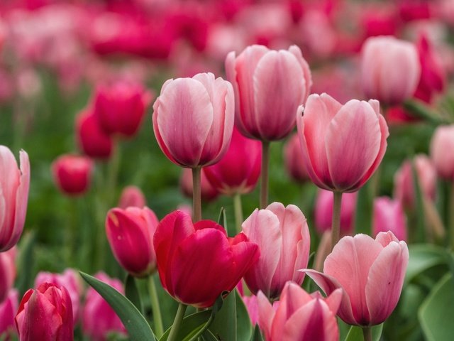 Обои цветы, бутоны, лепестки, весна, тюльпаны, розовые, flowers, buds, petals, spring, tulips, pink разрешение 1920x1200 Загрузить